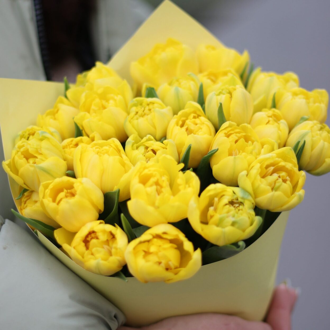 Пионовидные желтые тюльпаны